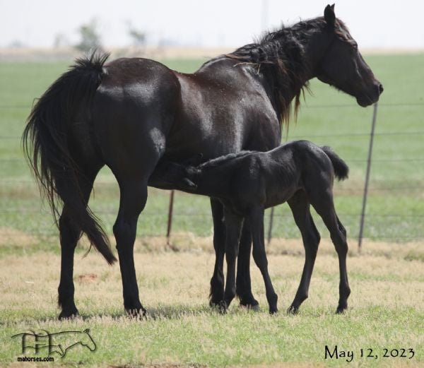 Miss Black Socks MA's 2023 Roan Filly